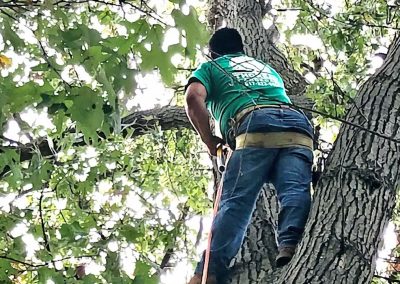 Thoreau Landscape Tree Pruning
