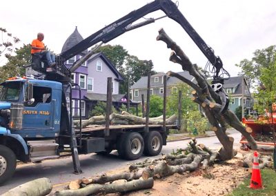 Thoreau Tree Removal Service