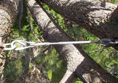 Thoreau Landscape Tree Cabling