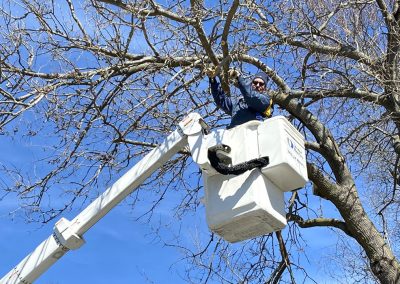 Thoreau Landscape Tree Pruning