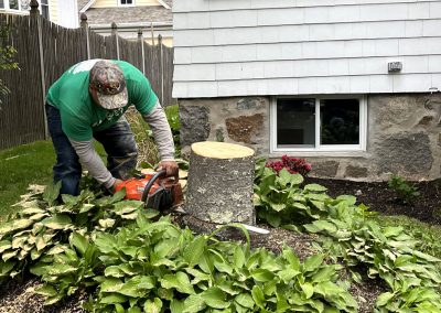 Tree Stump Removal Boston
